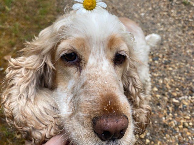 Daisy with a daisy flower