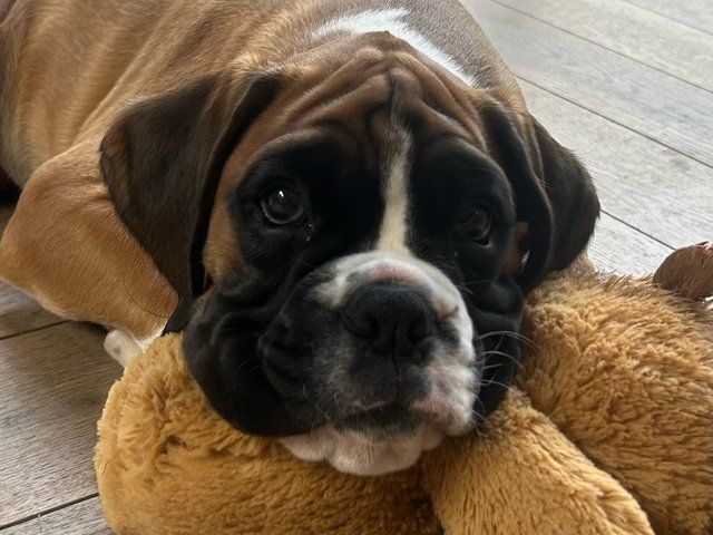 Dave the boxer