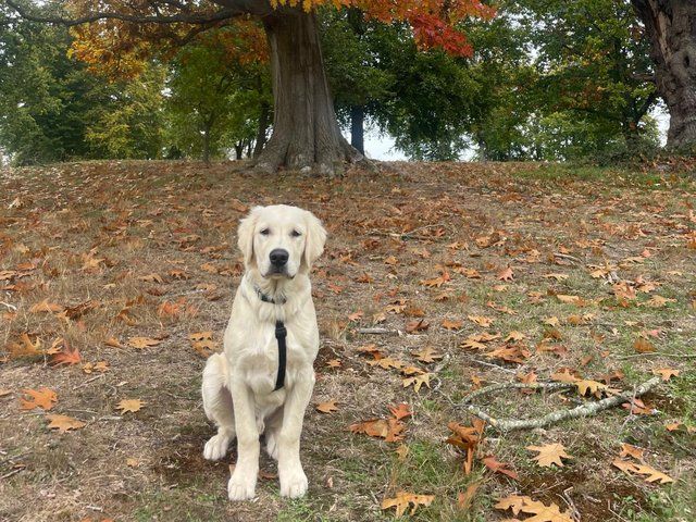 Golden Retriever puppy