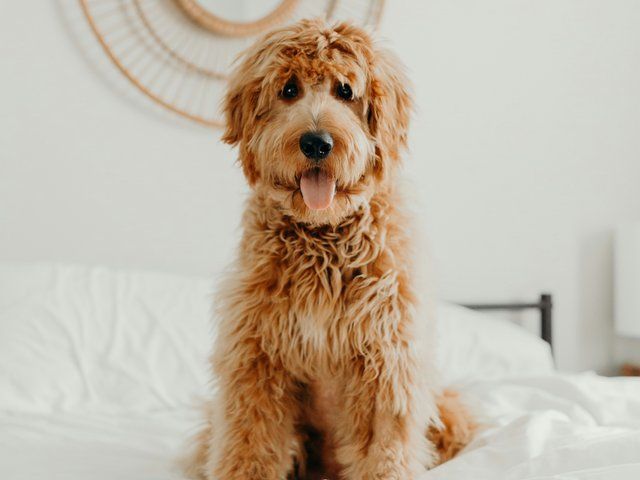 In-home dog training