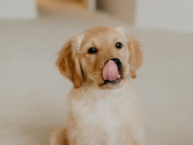 Puppy training