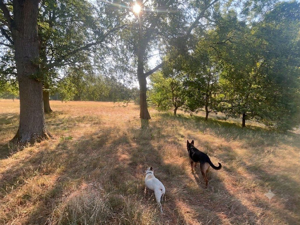 Two dogs walking off-lead in a field